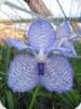 Vanda coerulea